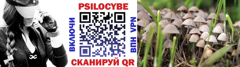 Галлюциногенные грибы Psilocybe  Шадринск 